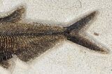 Fossil Fish (Diplomystus) - Wyoming #163424-3